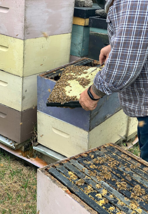 Beekeeper for a Day Workshop