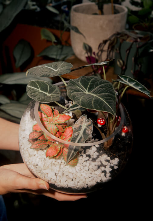 Beginner's Terrarium Making at Home