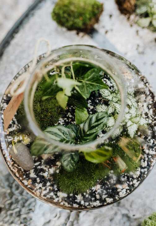DIY Terrarium Workshop