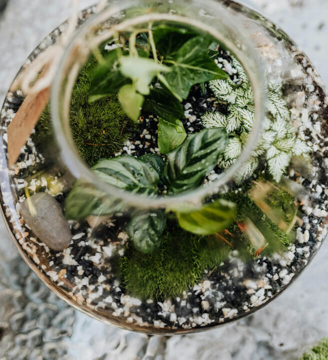 DIY Terrarium Workshop Auckland | Events | ClassBento