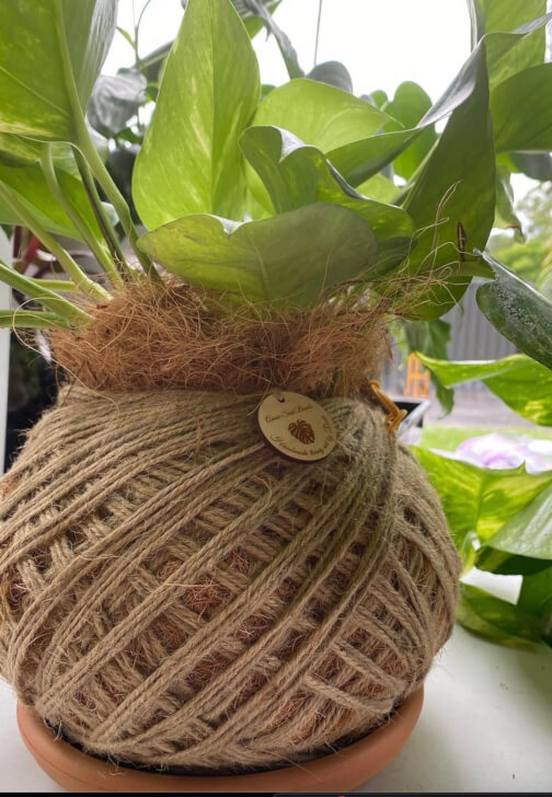 Kokedama Moss Ball Workshop