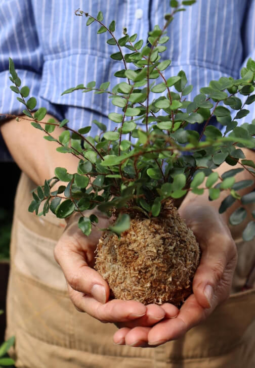 Make Your Own Kokedama Workshop
