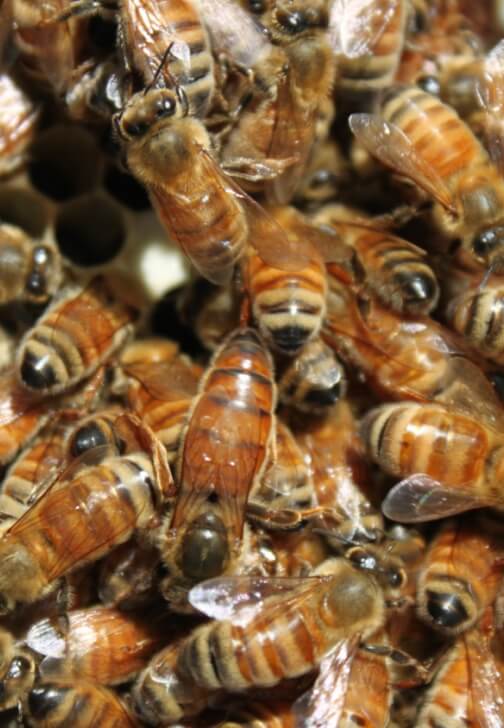 Honey Tasting and Bee Hive Tour