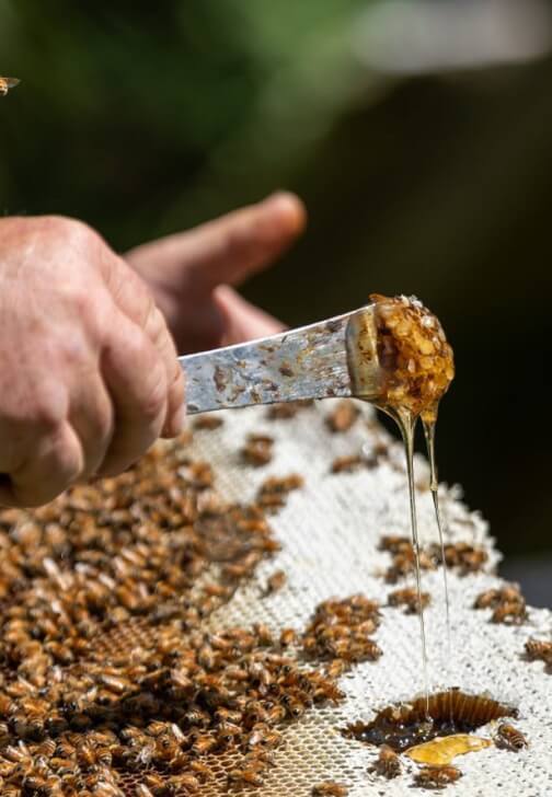 Honey Tasting and Bee Hive Tour