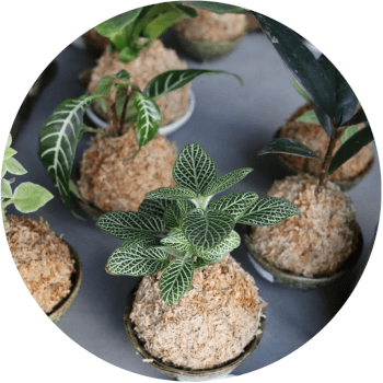 Chic by Chica, kokedama teacher
